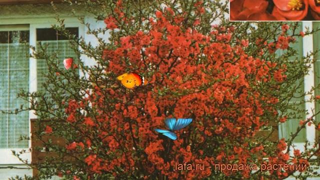 Айва великолепная Кримсон энд Голд (chaenomeles) ? обзор: как сажать, саженцы айвы Кримсон энд Голд