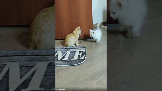 Котенок Мия, поймай меня, если сможешь.