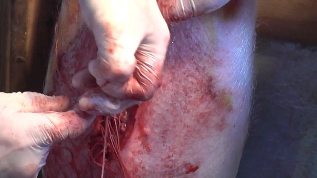 Грыжесечение у хрячка (ч. 2). Umbilical Hernia. Docent A.D. Stepanov, ПДАТУ