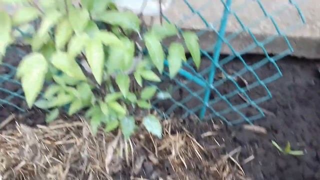 СУПЕР МОЩНАЯ ПОДКОРМКА КЛЕМАТИСОВ.ВТОРАЯ ВЕСЕННЯЯ ПОДКОРМКА ДЛЯ ОБИЛЬНОГО ЦВЕТЕНИЯ.
