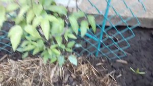 СУПЕР МОЩНАЯ ПОДКОРМКА КЛЕМАТИСОВ.ВТОРАЯ ВЕСЕННЯЯ ПОДКОРМКА ДЛЯ ОБИЛЬНОГО ЦВЕТЕНИЯ.