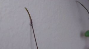 Хойя Финлайсони ( Hoya Finlaysonii) цветение, обзор новых цветоносов ???