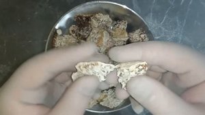 Грибная ферма "Добрый Друг" демонстрация мицелия гриба ежевик гребенчатый на зерновом субстрате.