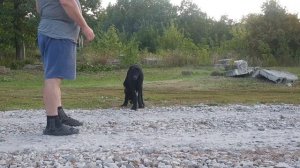 алабай среднеазиатская овчарка из питомника АЗ Марал продажа 89278137957 ватсап с доставкой поможем