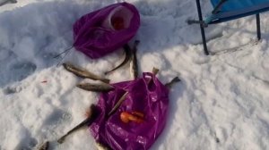 Навага 2023, первый лёд..