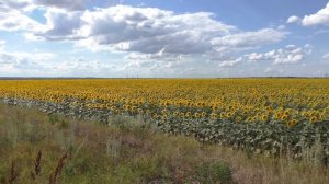Качаем МЁД. Преимущества и недостатки ПОДСОЛНЕЧНОГО МЁДА.