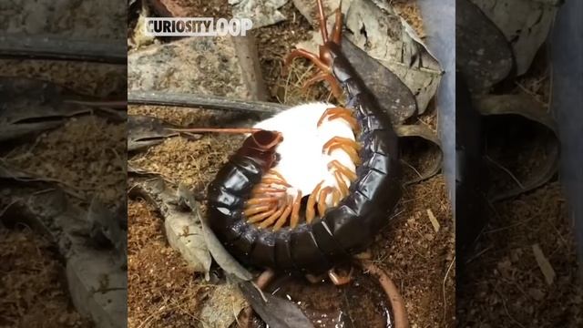 Centipede Feeding Up Close – Giant Centipedes Biting And Eating