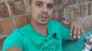 САМЫЙ ЛУЧШИЙ СОРТ ЧЕСНОКА / ОЗИМЫЙ ЧЕСНОК  "ЛЮБАША"