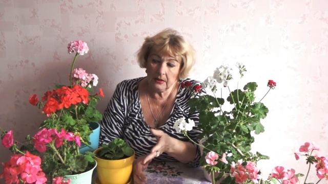 ❃❃❃Как пересадить герань с улицы.Сохранение герани на зиму.❃❃❃ смотреть онлайн