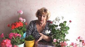 ❃❃❃Как пересадить герань с улицы.Сохранение герани на зиму.❃❃❃