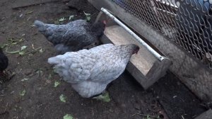 Какие на Кубани Рассветы😊 Намололи зерносмесь🐔 Все есть - неситесь😍 Живем в своем доме🧡