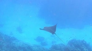 Скат, Мурена, Красное море. Отдых в Египте глазами туриста. Отдых на море