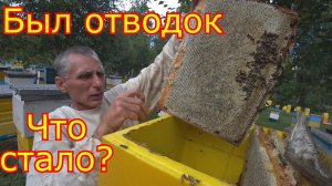 От Отводка до Семьи, Карника. + 90 кг