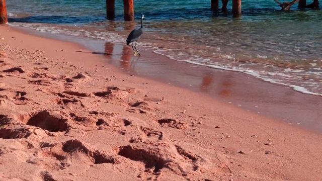 Пляж отеля Domina Coral Bay. Достопримечательность пляжа ловит рыбу. смотреть онлайн