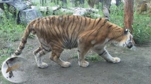 tigre siberiano: El felino más grande del mundo  - documental de animales salvajes