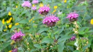 Монарда цветение. Цветок монарды Диана