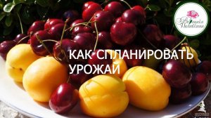 ВАЖНО НАУЧИТЬСЯ ПЛАНИРОВАТЬ БУДУЩИЙ УРОЖАЙ