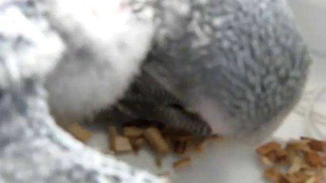 Малышня смотреть онлайн