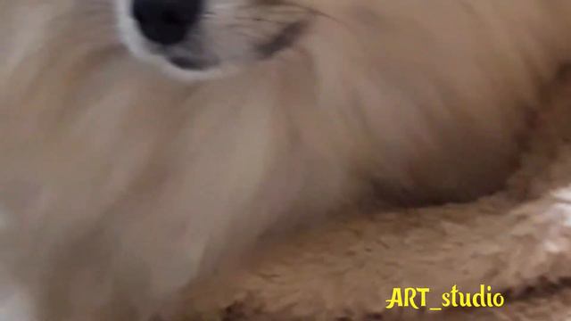 Грушик охраняет семечки. Охранник Померьян смотреть онлайн