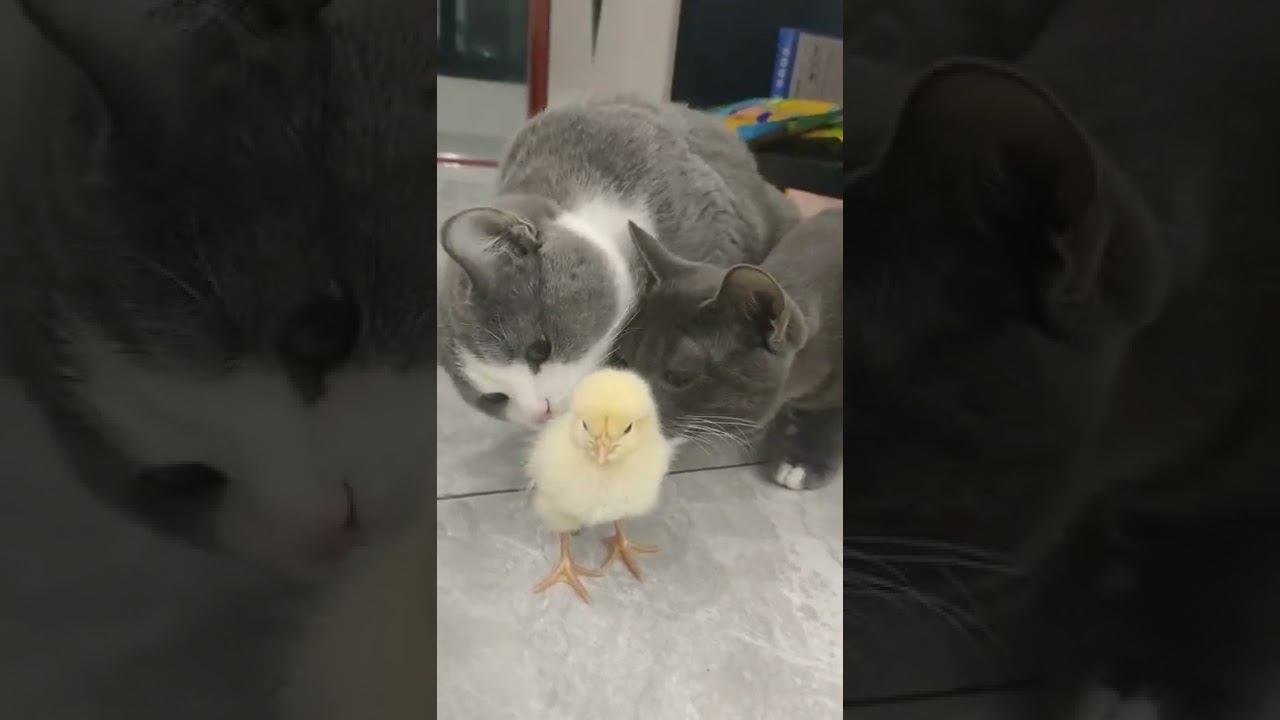 Доброе утро. смотреть онлайн