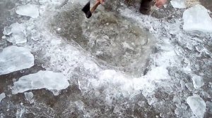 Карась зимой в пруду на вершу.