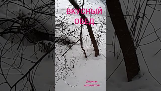 Вкусный обед у птиц, кормим и любуемся, давайте поможем птицам пережить зиму смотреть онлайн