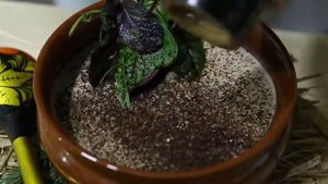 Шеф Повар Павел Белоконь Крем суп из шампиньонов с пудрой из белых грибов и трюфельным маслом.