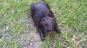 ЗАГАДОЧНАЯ БОЛЕЗНЬ У НУТРИИ.  Помогите разобраться.