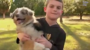 Австралийская овчарка Аусси История  происхождения на iLikePet