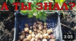 Картофель из семян: мини-клубни