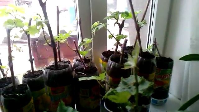 Саженцы винограда ч.4 смотреть онлайн