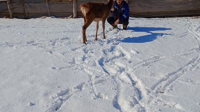 благородный олень ручной смотреть онлайн