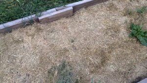ЧТО РАСТЕТ НА ОГОРОДЕ? ГРЯДКИ БЕЗ ПЕРЕКОПКИ ! СЕЕМ СОЮ.