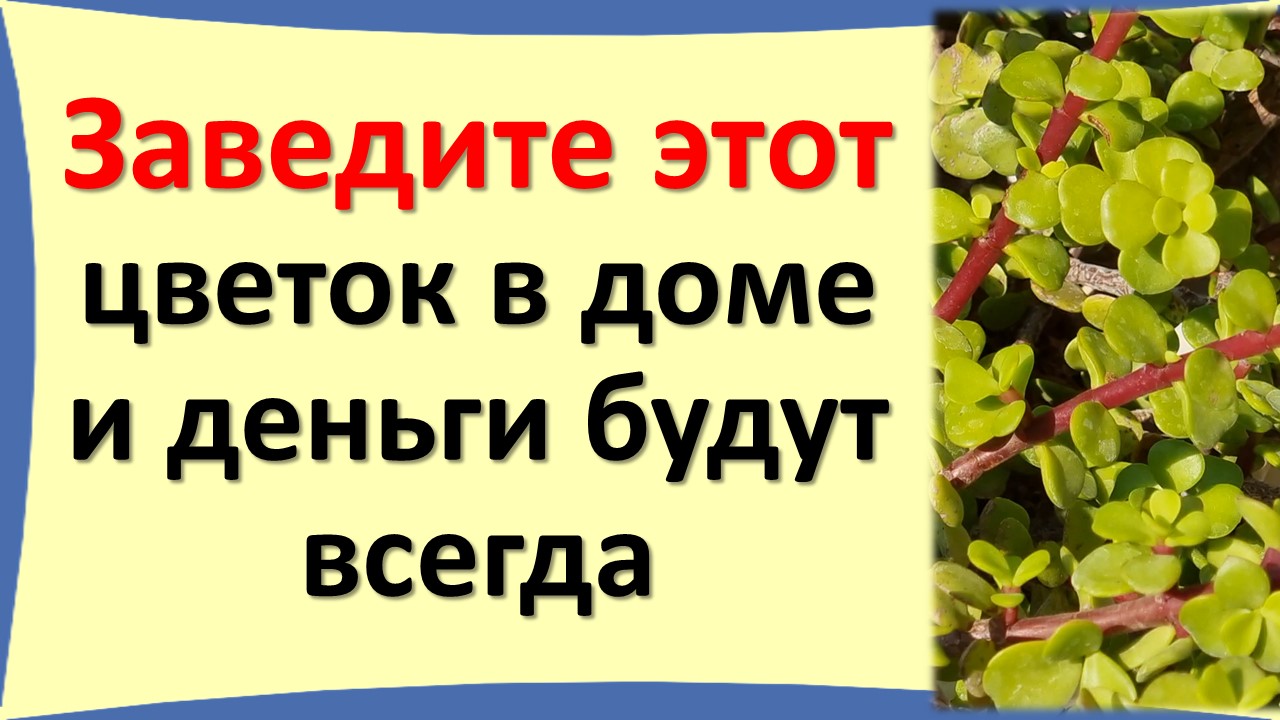 Заведите этот цветок в доме и Вы никогда не будете знать об этом, а деньги будут всегда приумножатся