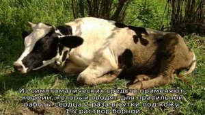 Болезни КРС