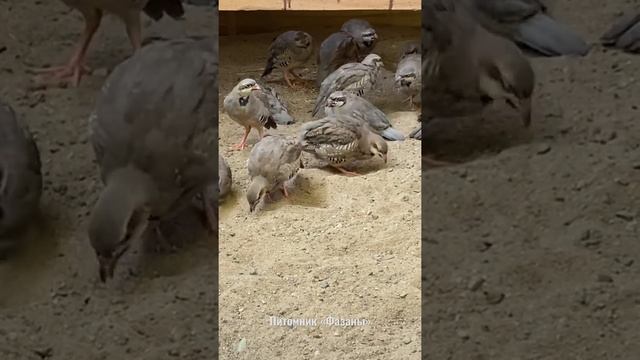 Кеклики первый день в вольере.