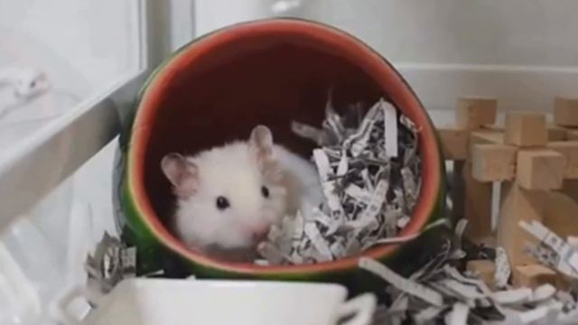 НАШИ ХОМКИ канал про ХОМЯЧКОВ СМЕШНАЯ ОЗВУЧКА!