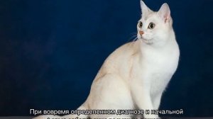 Бурмилла кошка — длинношерстные и короткошерстные коты