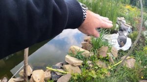 Весенний хвойный сад. Яркие приросты декоративных хвойных.