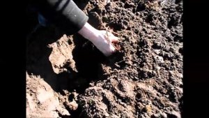 Два самых простых и надежных способа размножения ежевики Черная Магия