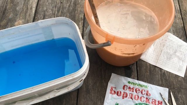 Первая обработка роз, когда и чем ⁉️ Правильно готовим раствор ?