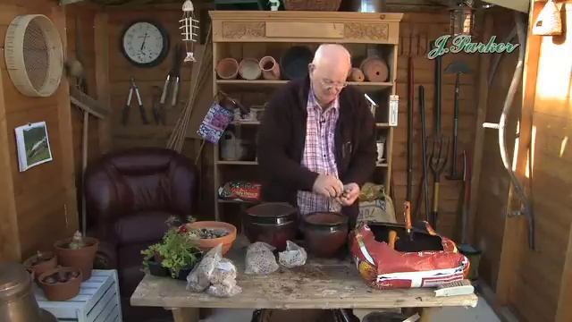 How to Plant Jonquilla Narcissi: Spring Garden Guide смотреть онлайн