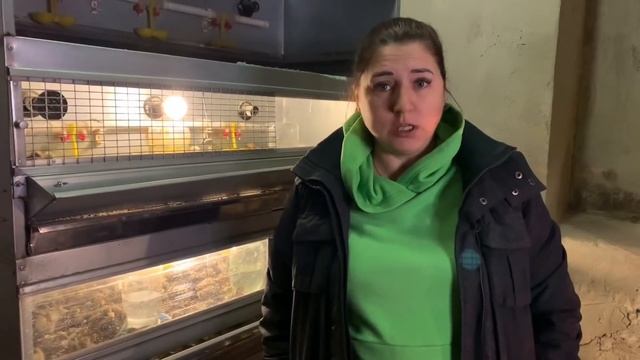 Условия содержания перепелов. Температура. МОИ перепела