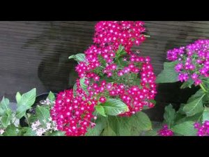 Что  посеять в марте на рассаду#чтопосеятьвмарте #рассада #цветы #семенацветов