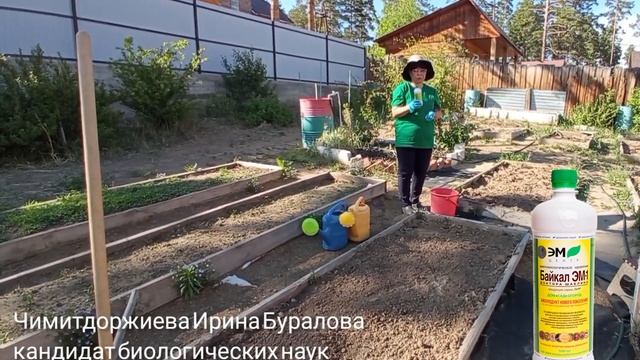 Обработка почвы препаратом Байкал ЭМ-1 перед высадкой рассады в открытом грунте смотреть онлайн