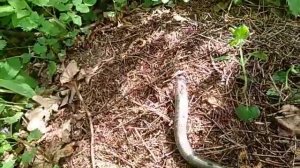 Змея заползла в муравейник)))