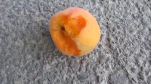 Урожай абрикоса-сеянца в нашем дворе