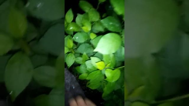 мои ливанские кедры из семян атласский кедр чернослив из косточки смотреть онлайн