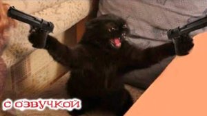 ПРИКОЛЫ С КОТАМИ Смешные ЖИВОТНЫЕ с озвучкой Смешные коты!