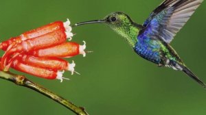 E. Magalif. COLIBRI  for Piccolo and Piano